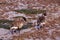 Brant or Brent Goose (Branta bernicla)