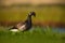 Brant or Brent Goose, Branta bernicla, black and white bird in the water, animal in the nature grass habitat, France