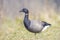 Brant or brent goose, Branta bernicla, foraging in a meadow