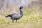 Brant or brent goose, Branta bernicla, foraging in a meadow