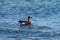 Brant feeding at seaside