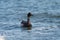 Brant feeding at seaside