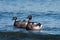 Brant feeding at seaside