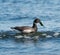 Brant feeding at seaside