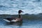 Brant feeding at seaside