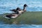 Brant feeding at seaside