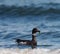 Brant feeding at seaside