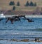 Brant flying and feeding at seaside