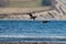 Brant flying and feeding at seaside