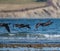 Brant flying and feeding at seaside