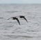 Brant flying and looking for food at seaside