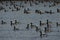 Brant geese