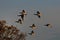 Brant (geese) flying