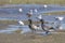 Brant Geese Walking Through Tidal Estuaries