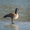 Brant Goose