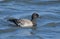 Brant Goose