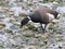 Brant Goose Feeding on the Beach