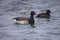 Brant Goose on Water and Female Lesser Scaup