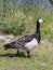 Brant on the rocks of the picturesque island Kastellholmen in Stockholm