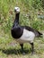 Brant on the rocks of the picturesque island Kastellholmen in Stockholm