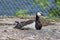 Brant on the rocks of the picturesque island Kastellholmen in Stockholm