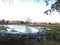 Branta Canadensis Birds on a Lawn in front of a Pond after Rain in Winter.