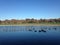 Branta Canadensis Birds Swimming in a Pond in the Fall a Park.