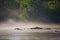 Branta canadensis on Chattahoochee river in frog