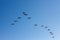Brants flying formation