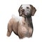 Braque du Bourbonnais dog breed isolated on white background digital art illustration. Gundog rustic appearance with short tail,