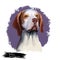 Braque Saint Germain dog breed isolated on white background digital art illustration. St. Germain Pointing Dog medium-large breed