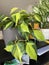 Brasil Heartleaf philodendron Plant