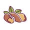 Brasil nut color line icon. Nuts in the shell and with leaves. Pictogram for web page, mobile app, promo. UI UX GUI design element
