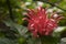 Brasilian plume flower Justicia carnea