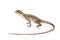 Brasilian tree lizard on white