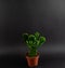 Brasiliopuntia brasiliensis in pot on black background