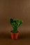 Brasiliopuntia brasiliensis in pot on brown background