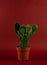 Brasiliopuntia brasiliensis in pot on red background