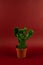 Brasiliopuntia brasiliensis in pot on red background