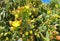 Brasiliopuntia, large flowering cactus, yellow-green, sunny day. Argentina.