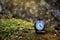 Brass pocket watch on green moss in a forest