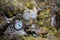 Brass pocket watch on green moss in a forest