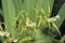 Brassia Rex Orchid