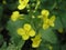 Brassica campestris field mustard, bird rape, keblock, and colz