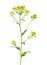 Brassica campestris flower