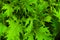 Brassica juncea green leaves, top view