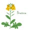 Brassica napus illustration
