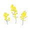 Brassica napus, rapeseed, colza, oil seed, canola vector illustration. The concept of rapeseed oil or honey. Flat vector