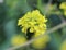 Brassica nigra, the black mustard, blooming in spring