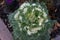 Brassica okeracea L